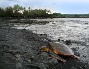 schildpad (turtle) | Big Island